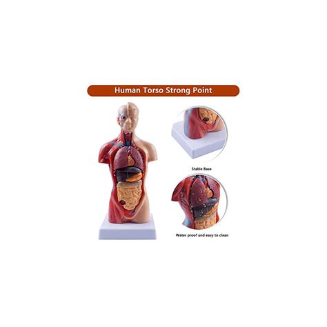 breesky 10.5inch Medical Torso Human Body Model India | Ubuy