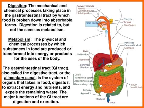 PPT - DIGESTION PowerPoint Presentation, free download - ID:172833