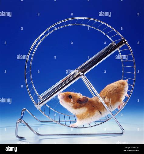 Hamster On A Wheel at Carmina Cox blog