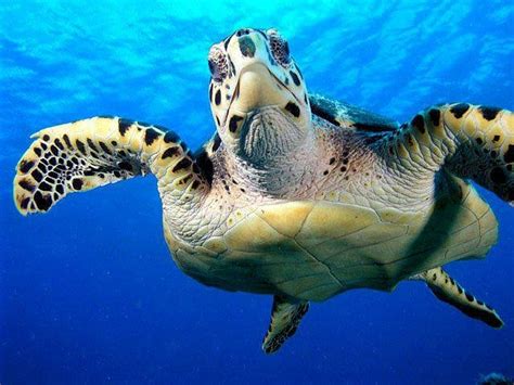 TORTUGA DIVERS (2026) All You Need to Know BEFORE You Go (with Photos ...