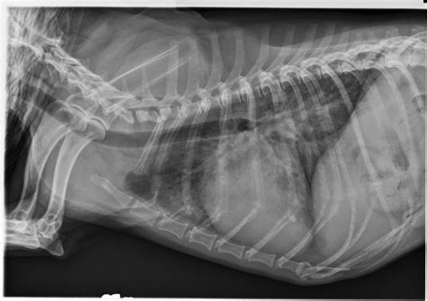 Diagnosis and Treatment of Myxomatous Mitral Valve Disease in Dogs - Vet CPD