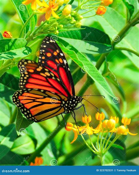 Monarch Feeding on Orange and Yellow Milkweed Pant Stock Image - Image ...