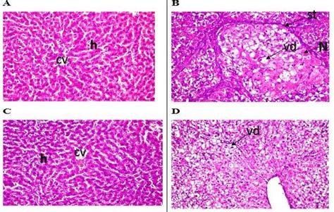 Image result for HepG2 Intraperitoneal Injection