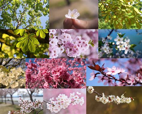 春天盛开的花朵摄影高清图片 - 爱图网设计图片素材下载