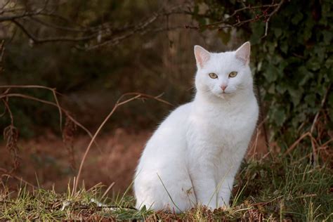Why you should be putting sunscreen on your cat (or dog)
