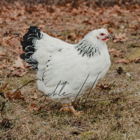 Columbian Rock - Chickens for Sale & Info | Cackle Hatchery®