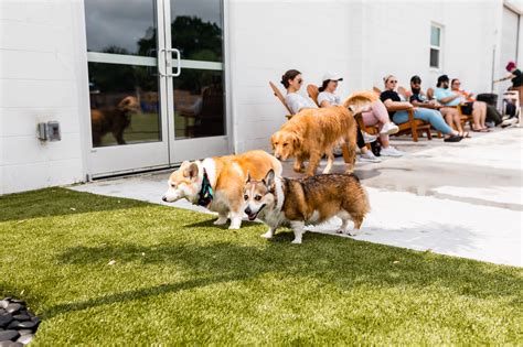 Two Shepherds Taproom - Tampa's Largest Dog Park and Bar - Travel Pockets
