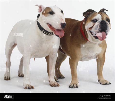 White English Terrier And English Bulldog