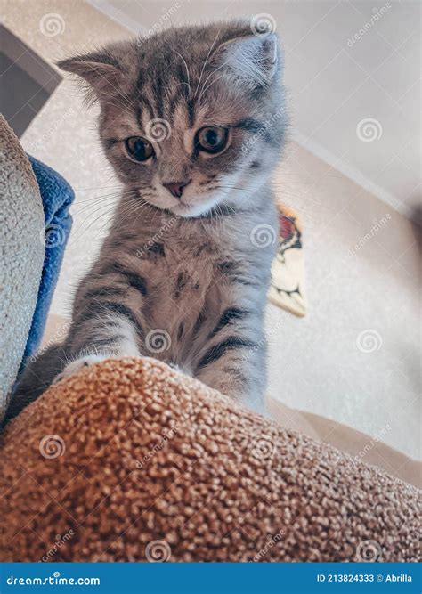 Cute Scottish Cat, Three Month Old Kitten Stock Image - Image of happy ...
