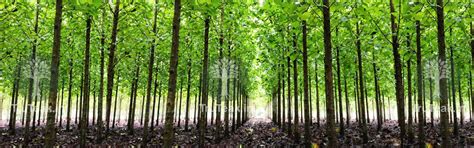 Tissue Culture Teak Plants - Tissue Culture Burma Teak Plants - TruTeak