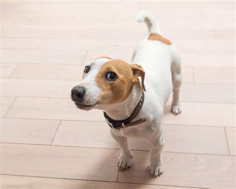Your pet’s poop is sending you a message. Are you ignoring the signs?