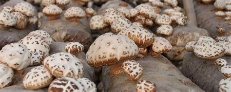 市农科所设施化羊肚菌栽培出菇表现优异-安康市农业农村局