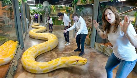 Measuring the longest snakes reveals how powerful large constrictors ...