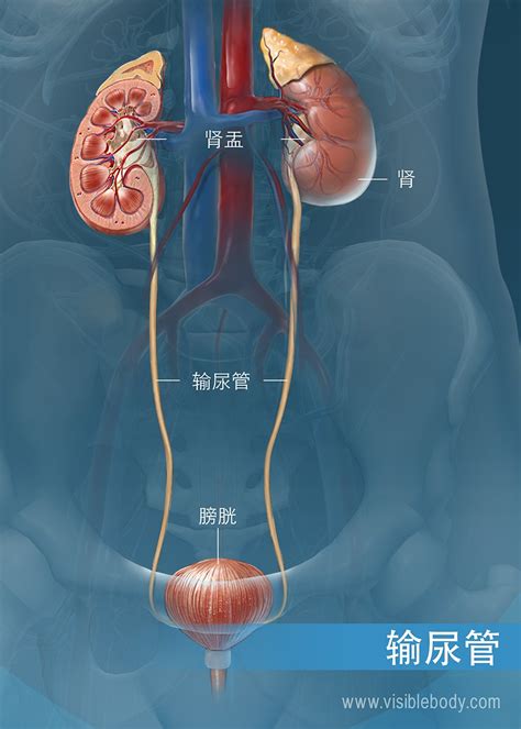 泌尿系统结构
