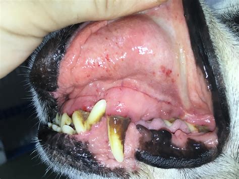 What Is A Normal Platelet Count In Dogs