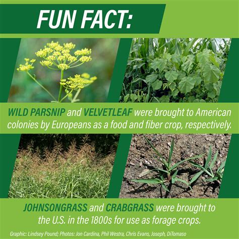 Sneaky Ways Weed Seed Spreads | AgWeb