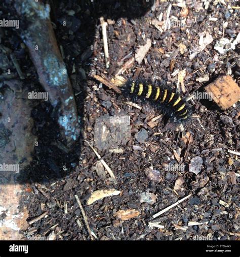 Agreeable Tiger Moth (Spilosoma congrua) Insecta Stock Photo - Alamy
