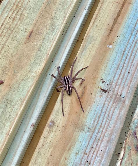 A Fascinating Wolf Spider in Palo Pinto Co., TX