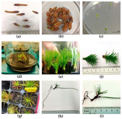 Biotechnology Tree 的图像结果