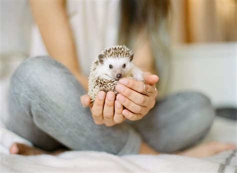 Hedgehog Pet Cute