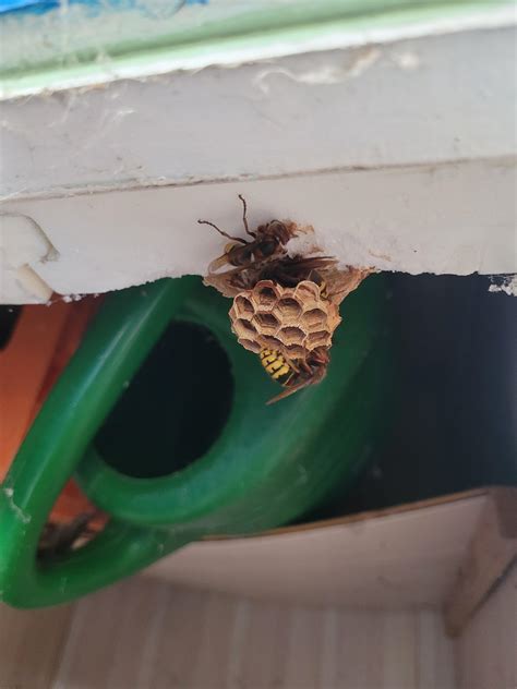 European Hornet Nest