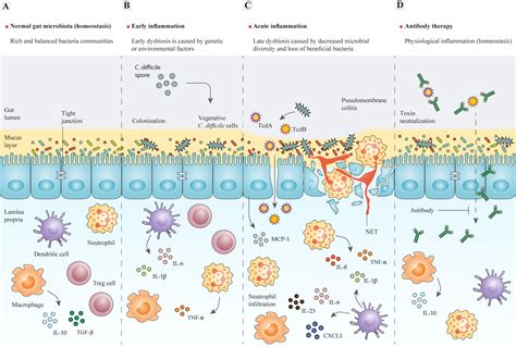 Frontiers | Application of recombinant antibodies for treatment of ...