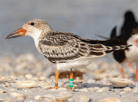 Black Skimmer – BirdsCaribbean