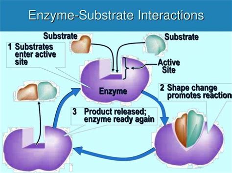 Image result for Enzyme Activity Lab Report Example