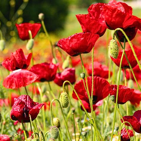 Poppies Images Of Flowers Poppy Flower Meaning And Symbolism:
