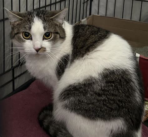 Our Cats – Westfield Homeless Cat Project