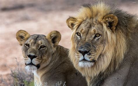 Lion And Lioness Wallpaper