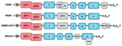 Swine Enteric Coronavirus: Diverse Pathogen–Host Interactions