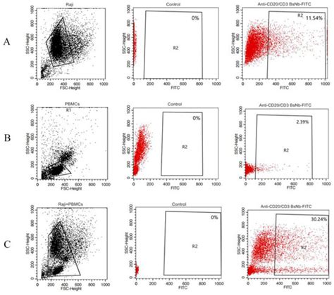 Development of a Bispecific Nanobody Targeting CD20 on B-Cell Lymphoma ...