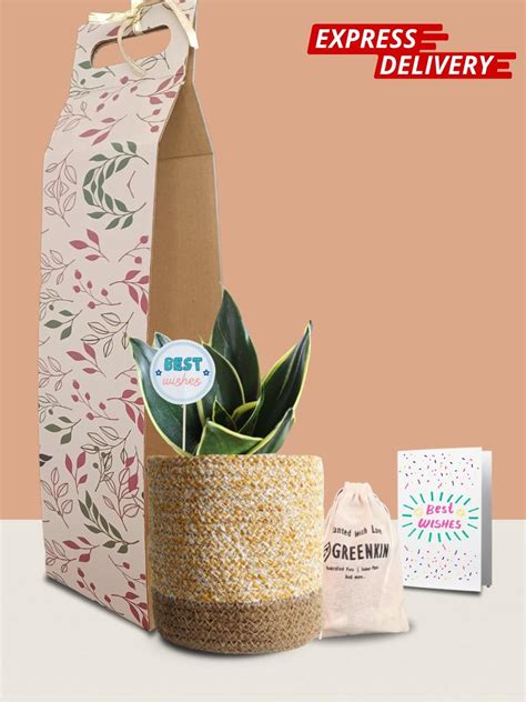 Snake Lotus Plant Gift in Eco Pot (Medium) – Greenkin