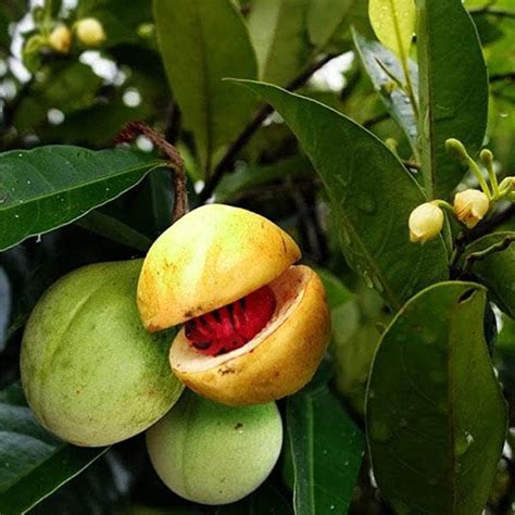 Buy Nutmeg, Jaifal, Jaiphal - Plant online from Nurserylive at lowest ...