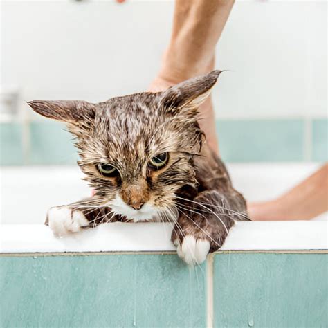 Discover True Cost of Water Softeners 🇺🇸 monthyear