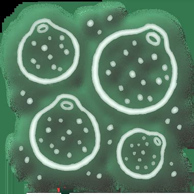 Bibberbang Spores - Baldur's Gate 3 Wiki