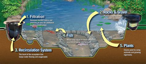 Image result for How Set Up Koi Vortex Filter System