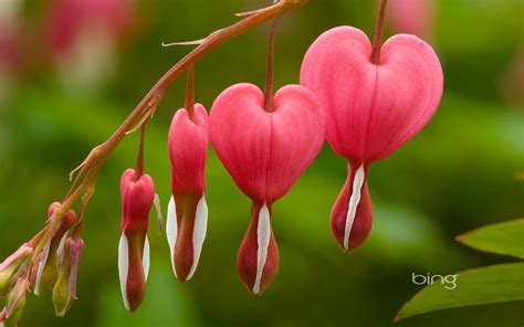 Bing Spring Wallpaper 的图像结果