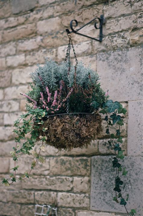 Winter hanging basket ideas: pretty winter hanging baskets | Homes and ...