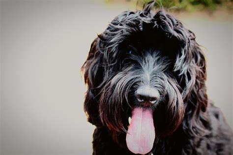 Image result for Cockapoo Tongue
