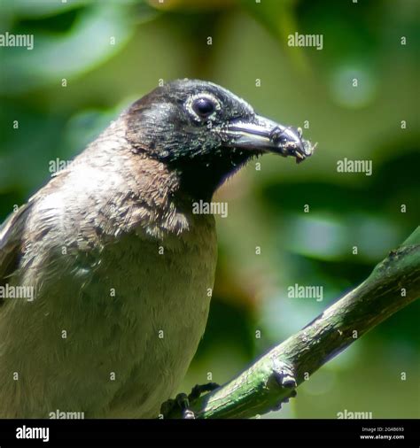 Nest of bulbul bird hi-res stock photography and images - Alamy