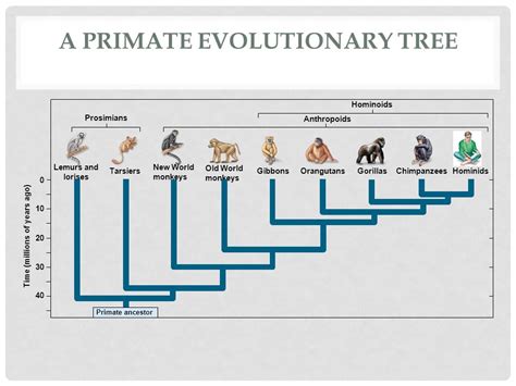 Image result for Primate Evolution Tree
