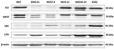 Sulfurtransferases and Cystathionine Beta-Synthase Expression in ...