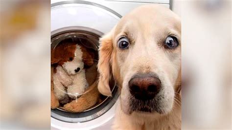 Image result for Dogs Making Humans Laugh