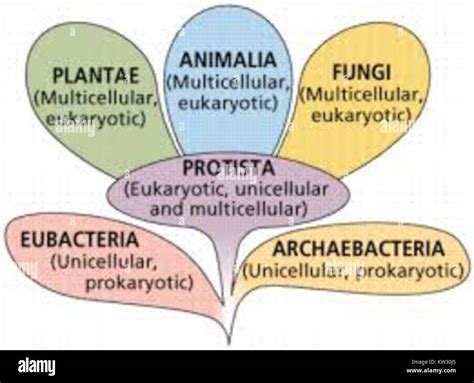 Classification of living organisms hi-res stock photography and images ...