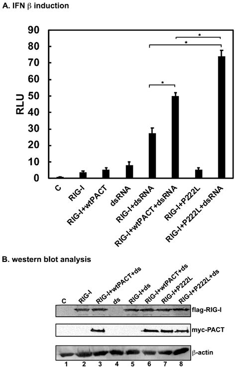 DYT-PRKRA Mutation P222L Enhances PACT’s Stimulatory Activity on Type I ...