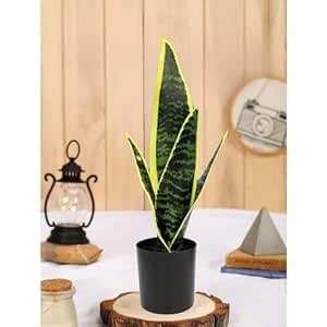 Buy SATYAM KRAFT 1 Pc Artificial Snake Plant with Pot Display for ...