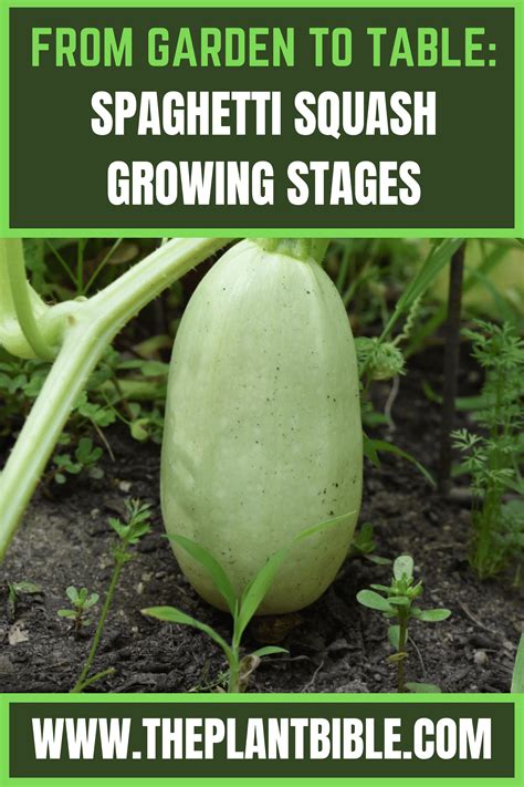 Spaghetti Squash Growing Stages | Growing spaghetti squash, Spaghetti ...