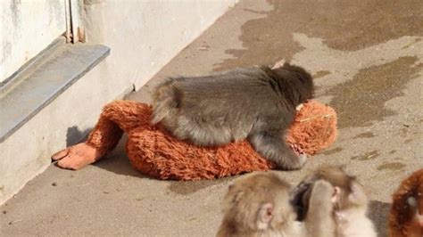 Viral baby monkey Punch: The emotional story breaking the internet — PrestigeOnline Singapore